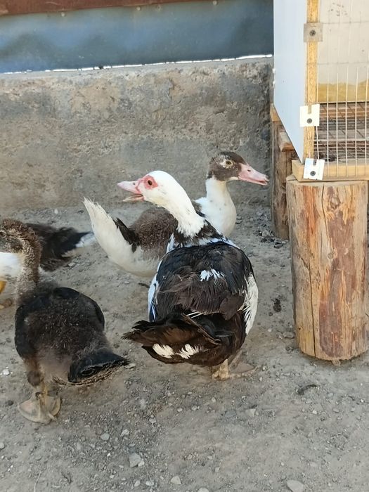 Индоутка срочно продам