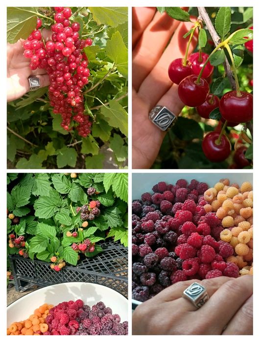 Продам саженцы ягод