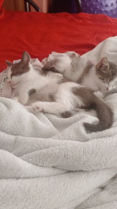 Отдам котят в добрые руки