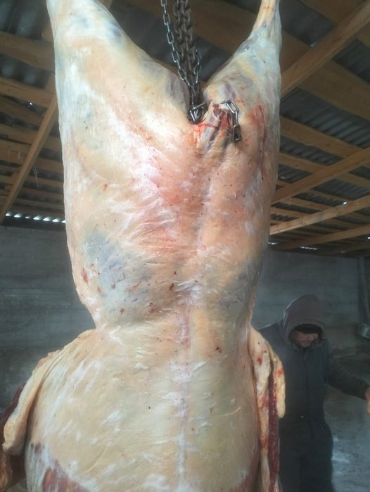 Продам конина байтал