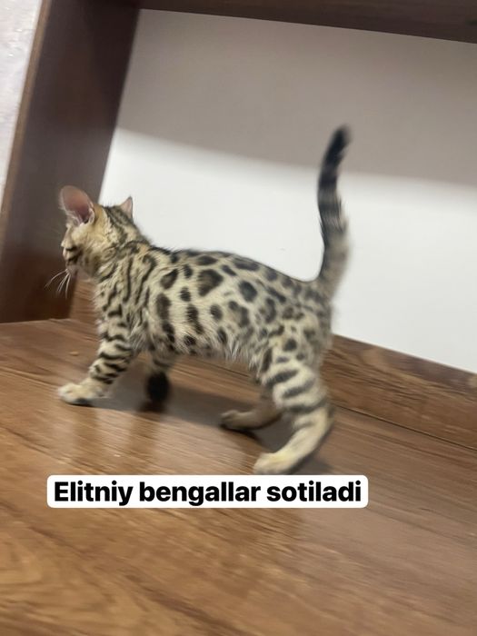 Arzon narxda toza bengallar bor