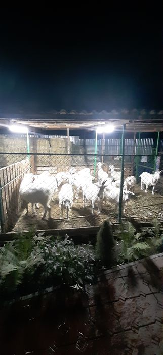 Козье молоко с доставкой на дом!