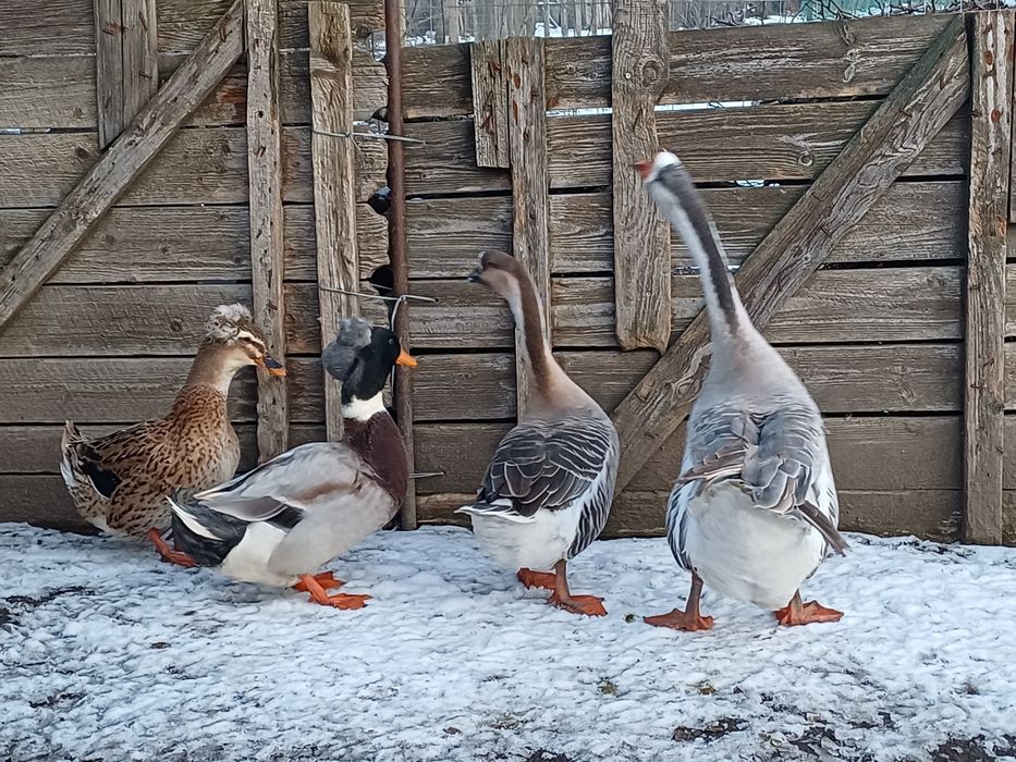 Rățoi motat, rata motata, gascan si gasca