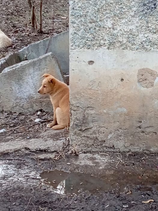 Отдам кутят в хорошую семью