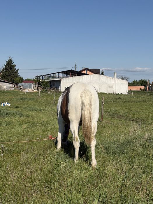 Armăsar de 1 an