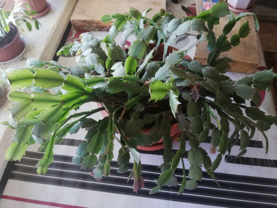 Продам цветок, декабрист