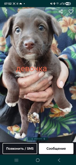 В добрые руки щеночек.
