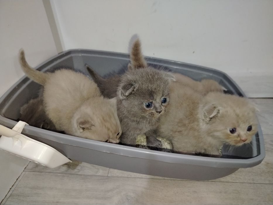 Продаются породистые британские котят