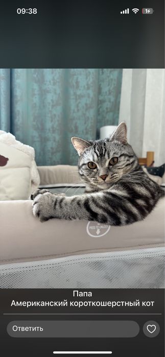 Отдам черного милого котенка