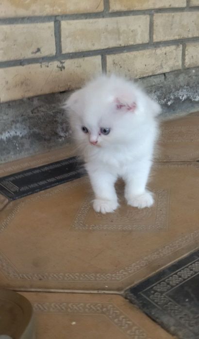 Продается Шотландские котята