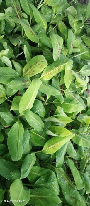 banan kivi zaytun  papaya guvava avakado dragon