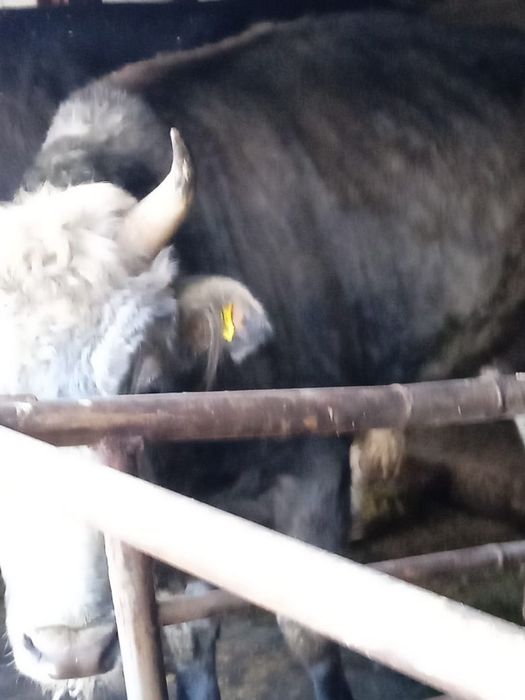 Продам быка бука 2,5 года