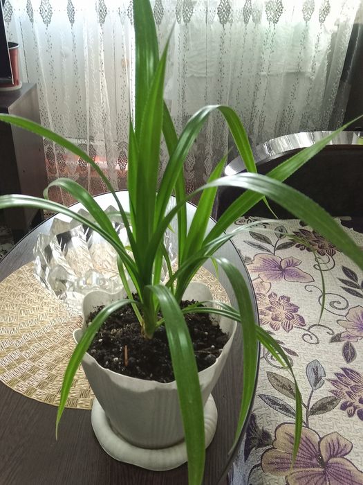 Пальма Хамедорея продам