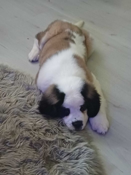 Санбернар XXL женски