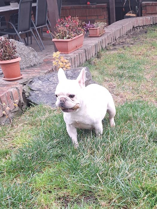 Bulldog francez femela