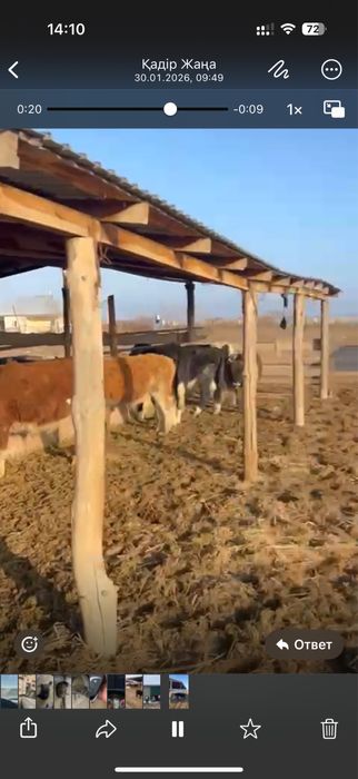 Бұқа 9 бас сатылады