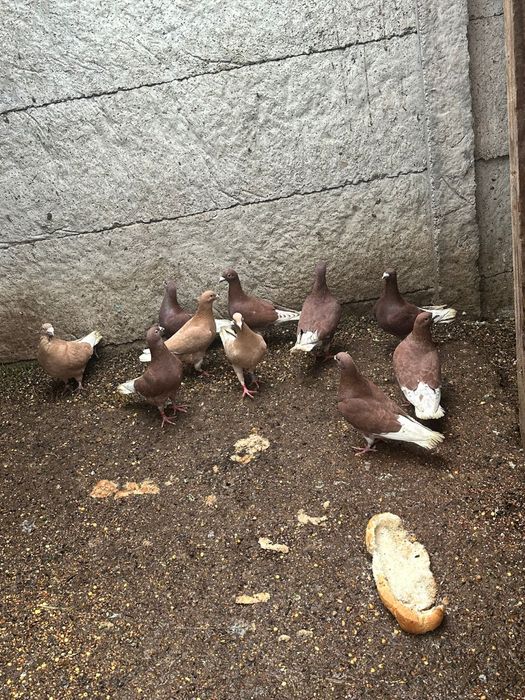 Porumbei de vanzare braila