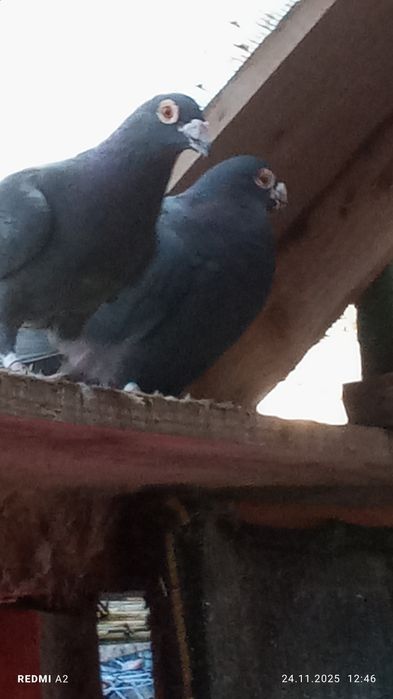 Porumbei și găini de vânzare