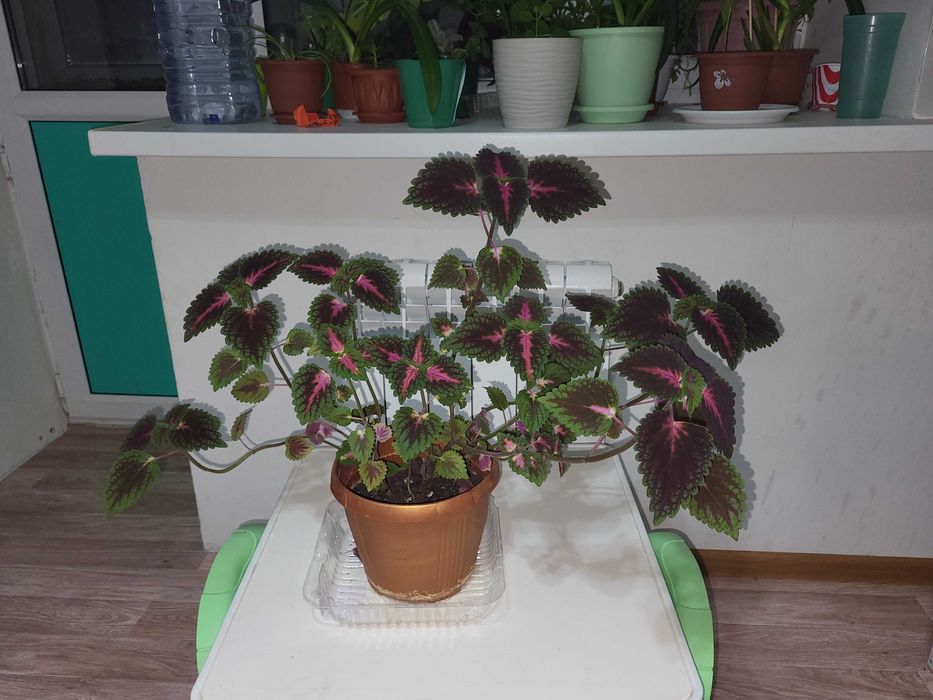 Комнатные растения