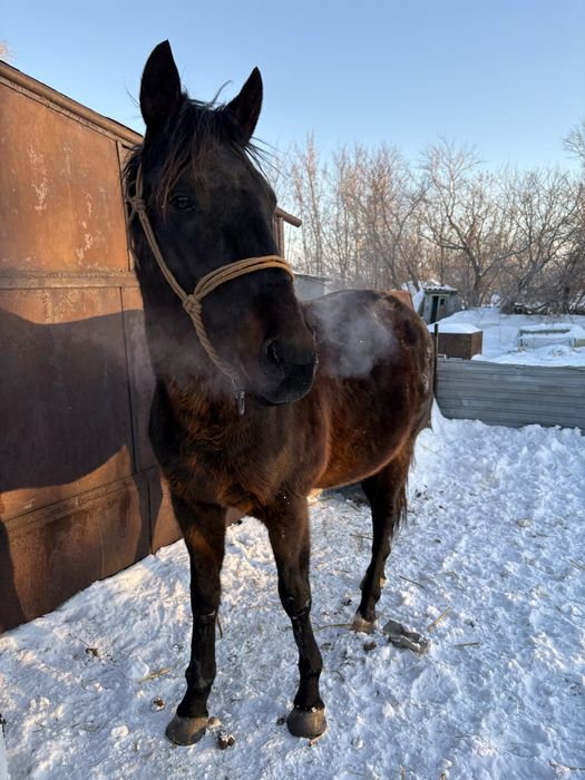 Таза  канды айгыр сатылады