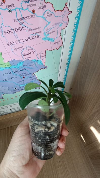 Молочай мелкоцветковый