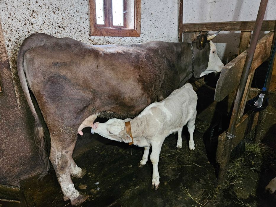 Vând vacă la a doua fătare, are tăuraș de 5 săptămâni