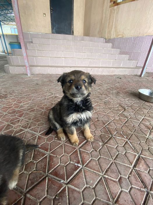 Щенков в добрые руки.