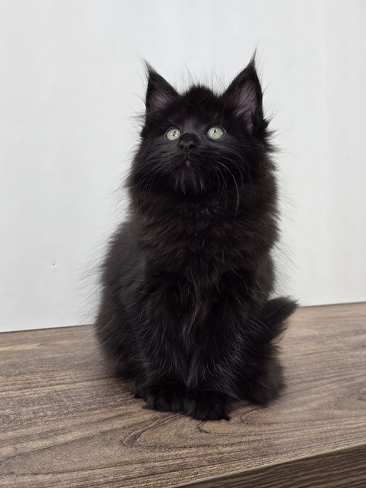 Мейн-кун девочка