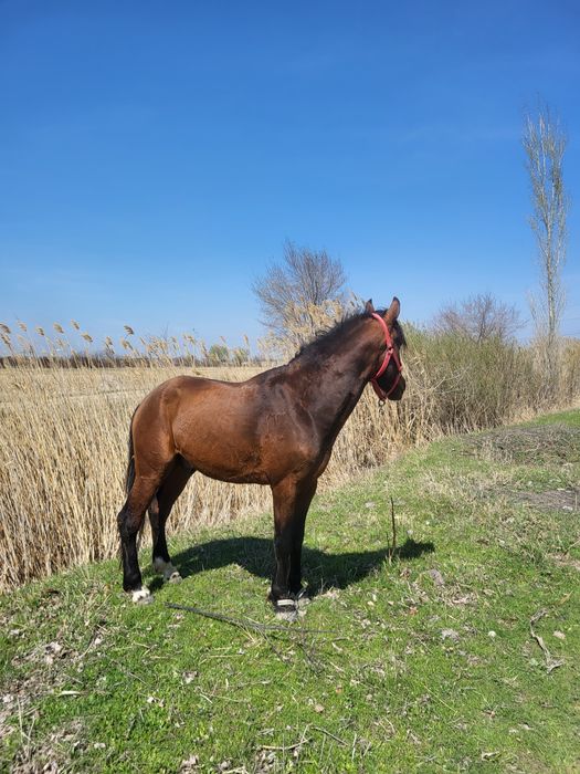 Жылкы сатылады бесты