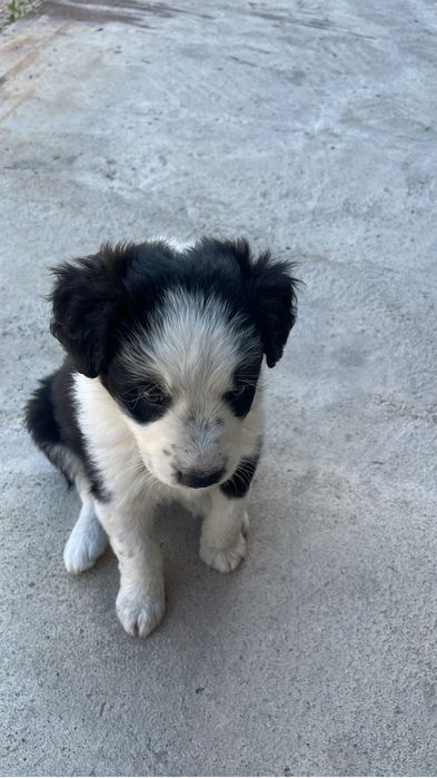 Заберите приютите