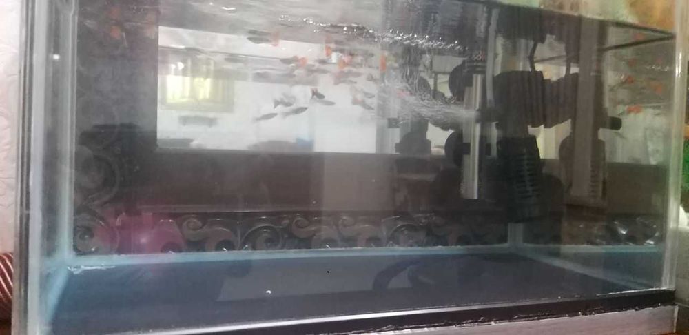 Akvarium Va Guppi 20ta