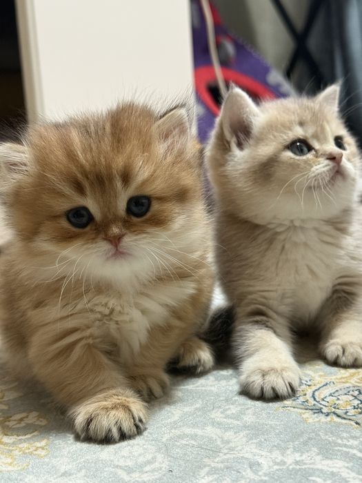 Британские Золотие шиншиллы!