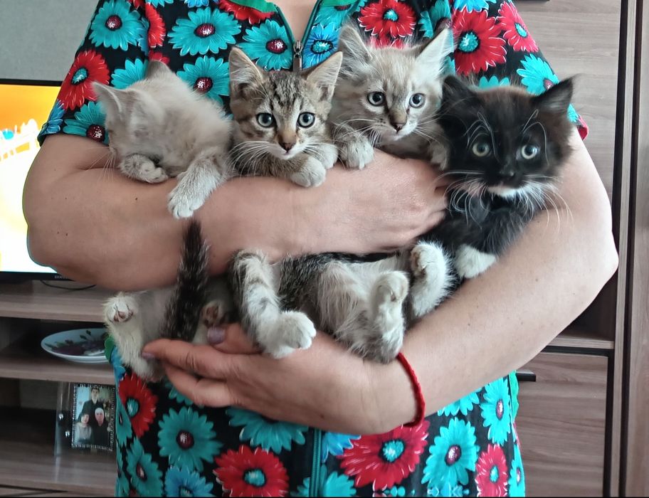 Котята симпотяшки.