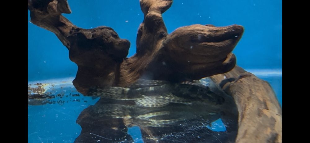 antistrus podrostokla