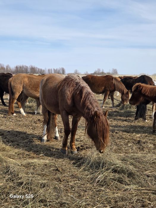 Жеребец ,Айгыр 6 лет