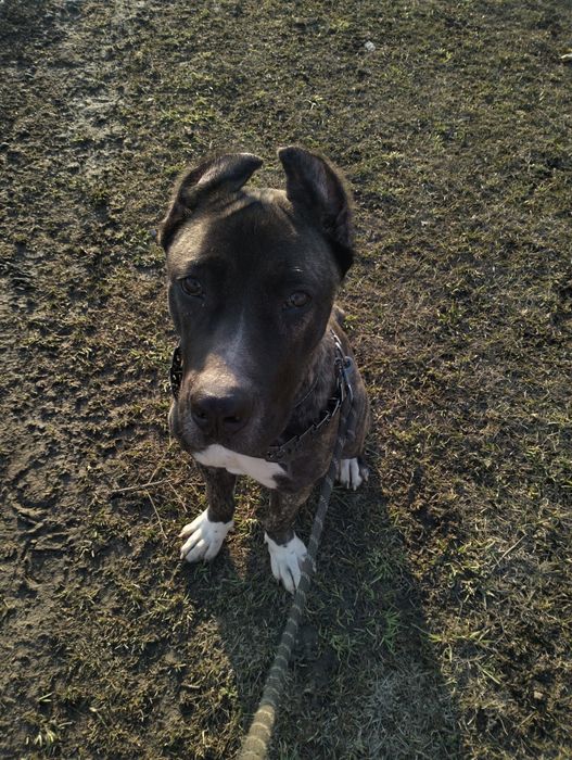 Статный Кане-Корсо 5 месяцев щенок мальчик!