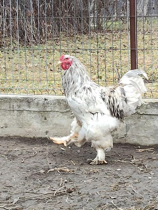 Cocos brahma de vanzare