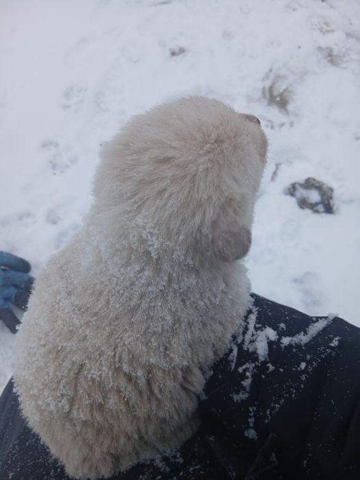 Күшік сатылады!!