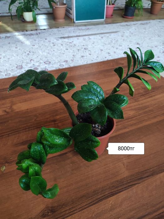 Комнатные растения