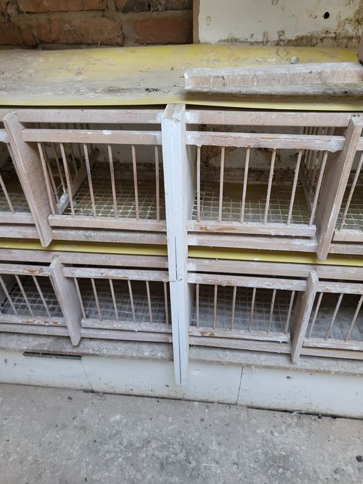 Boxe pentru porumbei (matcă)