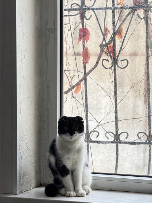 Бесплатно в добрые руки!