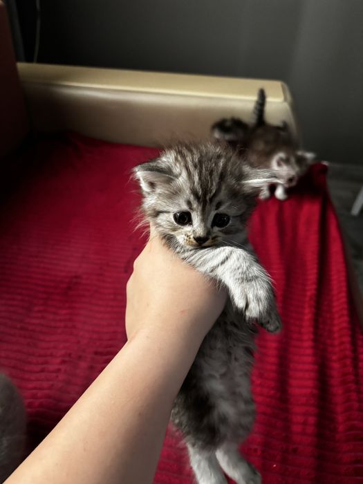 котята на продажу