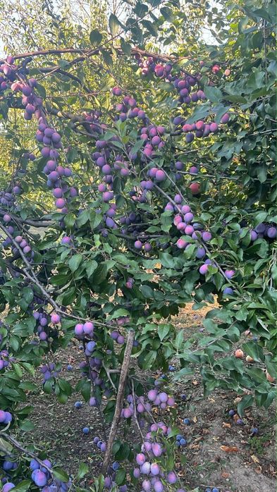 Prune Anna Spath