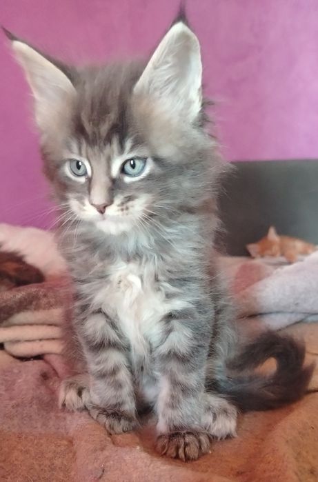 Băiețel Maine Coon