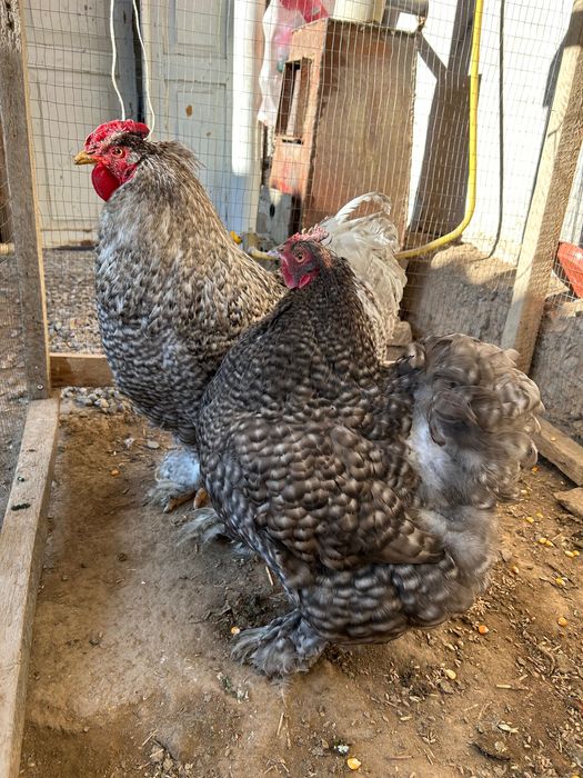 Пара Брама-Кох Петух с курицей