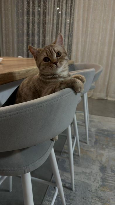 Отдам в хорошие руки кошку