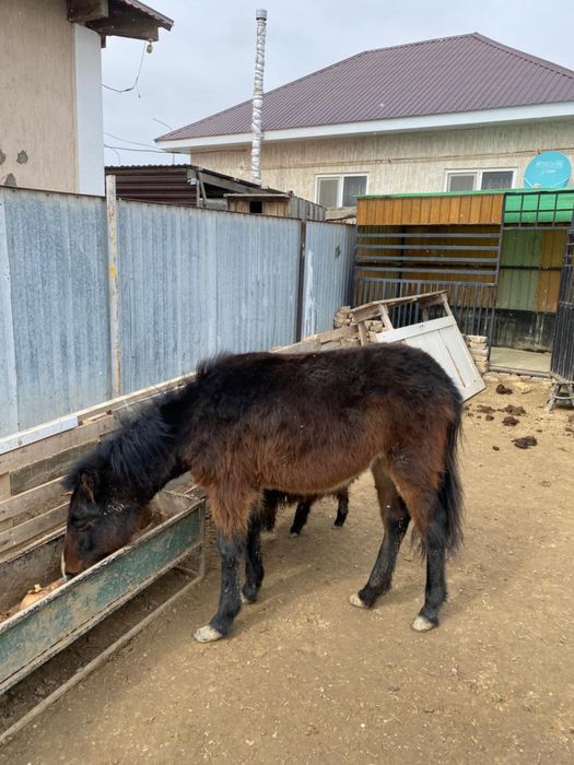 Жеребец Жеребец Жеребец