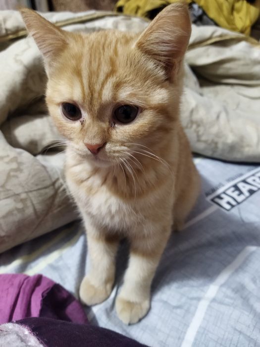 Skotiw fold ota onasi faqat yaxwi mehribon insonlaga beriladi 4 oylik