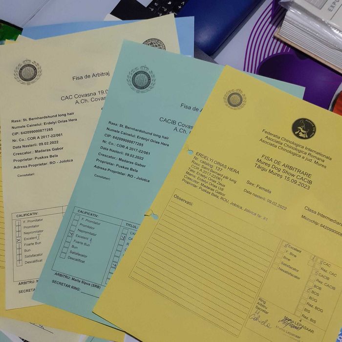 Femelă Saint Bernard caută o familie.