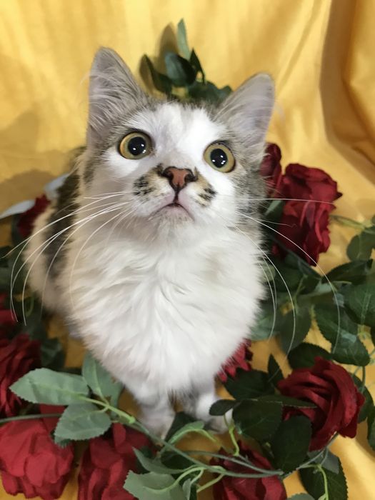 Кошечка ищет семью